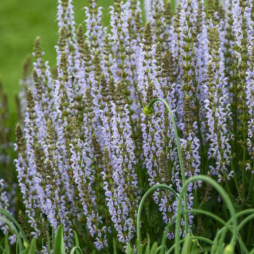 Salvia, Perfect Profusion Meadow Sage