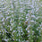 Catmint, Triumphator Calamint