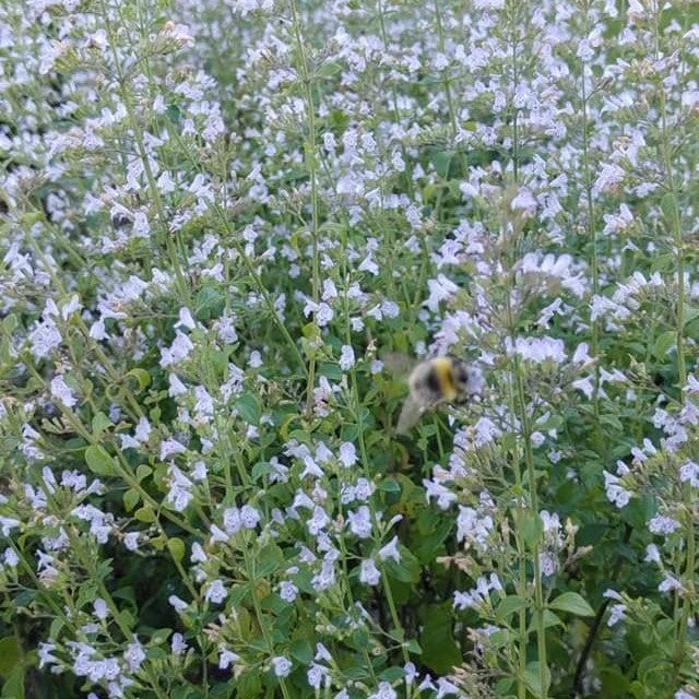 Catmint, Triumphator Calamint