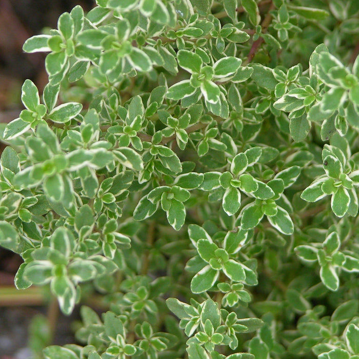 Thyme, Golden Lemon Thyme