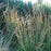 Grass, Avalanche Feather Reed Grass