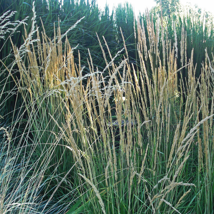 Grass, Avalanche Feather Reed Grass