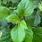Hydrangea, Annabelle Mophead Hydrangea