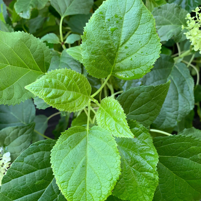 Hydrangea, Annabelle Mophead Hydrangea