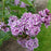 Lilac, Sensation Lilac