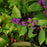 Beautyberry, Early Amethyst Beautyberry
