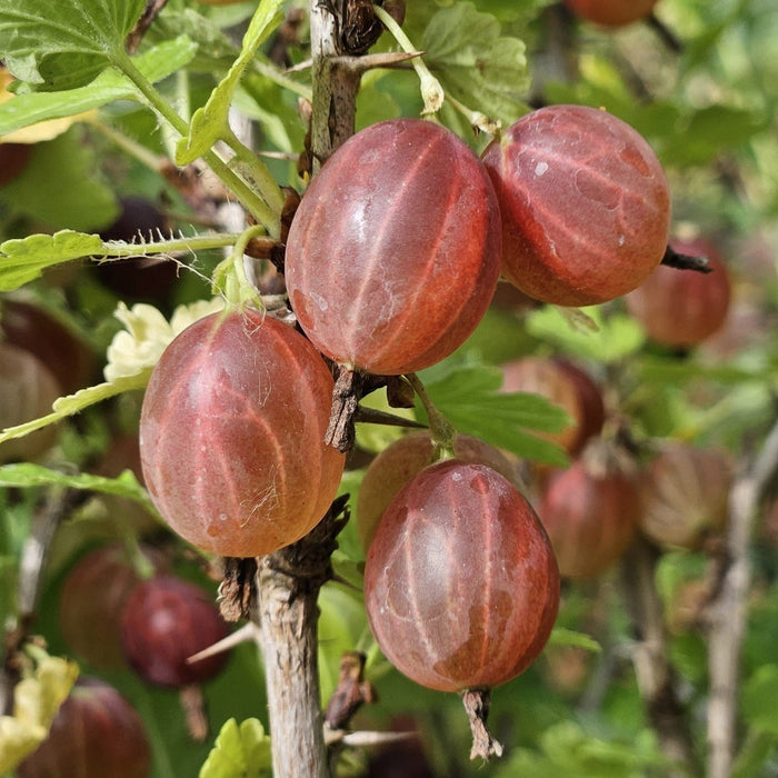Gooseberry, Hinnonmaki Red Gooseberry