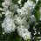 Lilac, Primrose Lilac