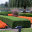 Boxwood, Winter Gem Boxwood