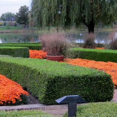 Boxwood, Winter Gem Boxwood