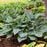 Hosta, PW® Shadowland® Diamond Lake Hosta