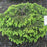 Picea abies 'Nidiformis'  - Bird's Nest Spruce