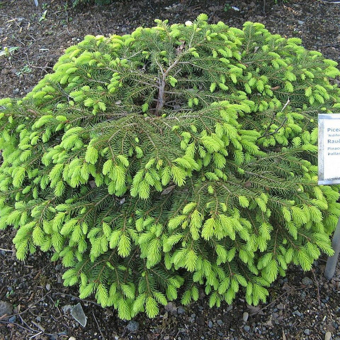 Picea abies 'Nidiformis'  - Bird's Nest Spruce
