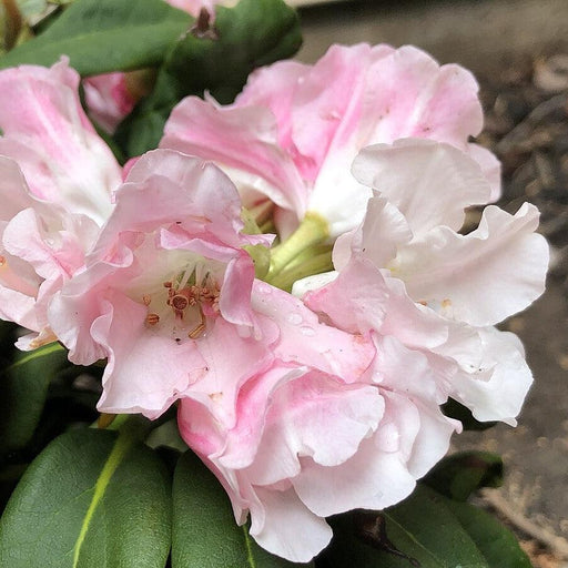 Rhododendron, Yaku Princess Rhododendron