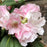 Rhododendron, Yaku Princess Rhododendron