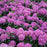 Rhododendron, Dandy Man Purple Rhododendron