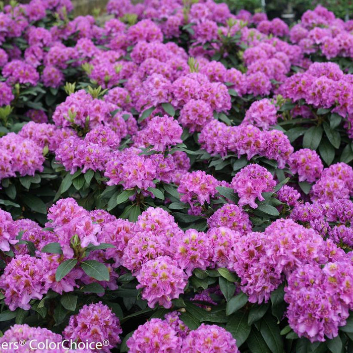 Rhododendron, Dandy Man Purple Rhododendron