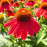 Coneflower, Panama Red Echinacea
