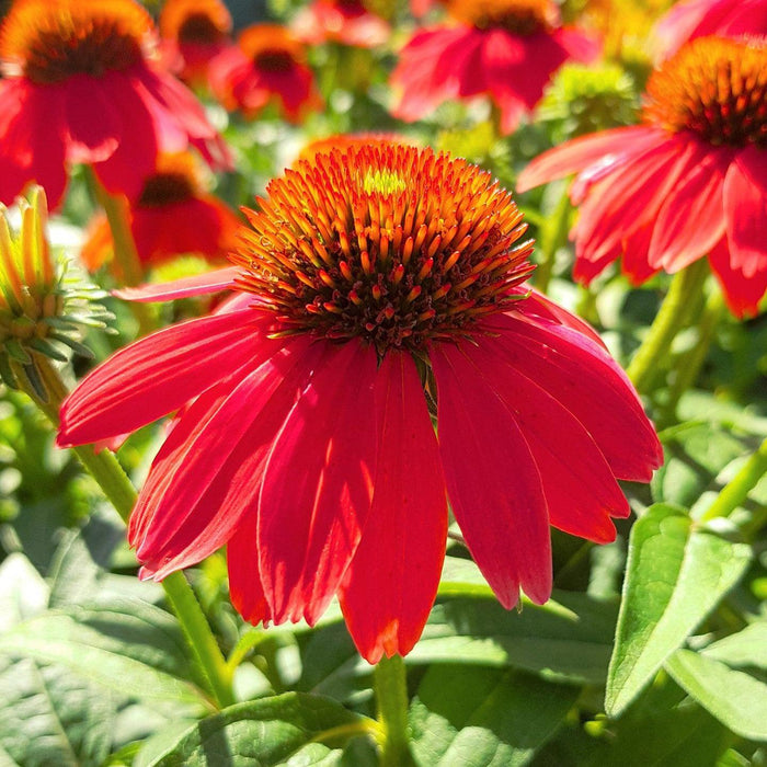 Coneflower, Panama Red Echinacea