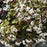 Snakeroot, Chocolate Snakeroot