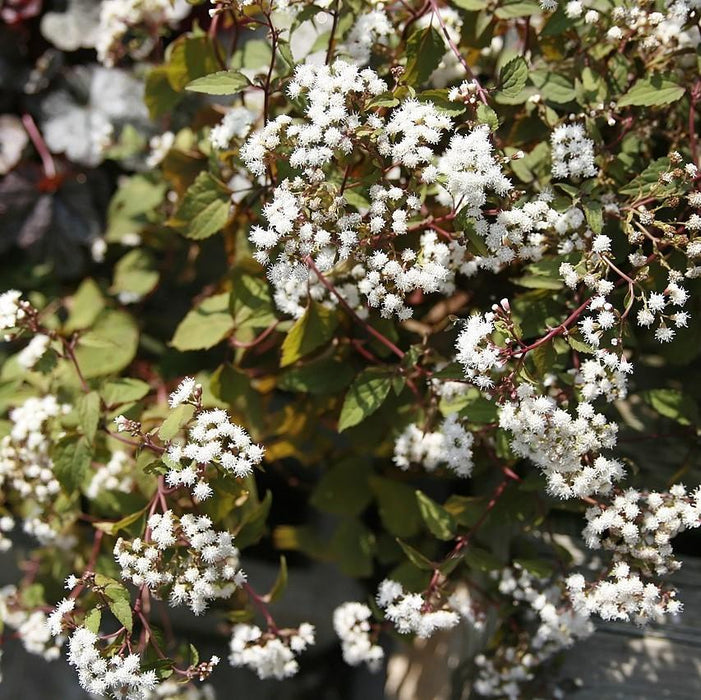 Snakeroot, Chocolate Snakeroot
