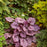 Coral Bells, Primo® Wild Rose Heuchera