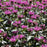 Bee Balm, Rockin' Raspberry Bee Balm