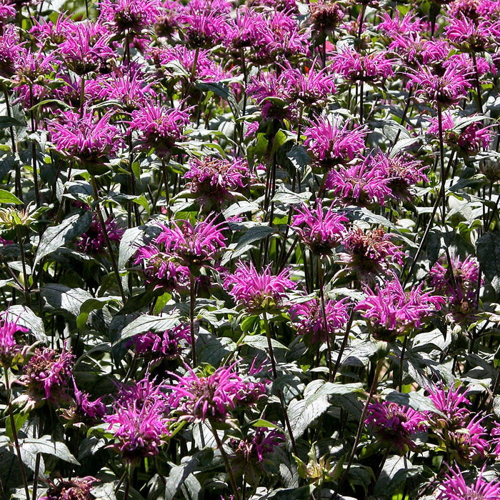 Bee Balm, Rockin' Raspberry Bee Balm