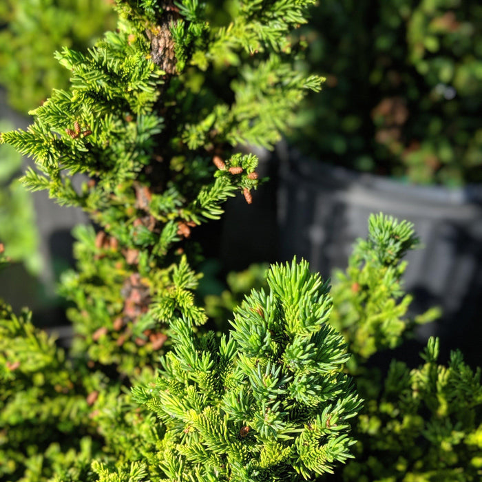 Cedar, Black Dragon Japanese Cedar