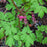 Bleeding Heart, Asian Bleeding Heart