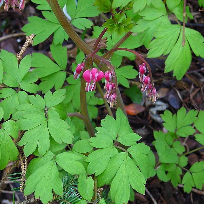 Bleeding Heart, Asian Bleeding Heart
