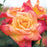 Rose, Joseph's Coat Climbing Rose