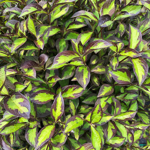 WEIGELA `VINHO VERDE`