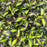 WEIGELA `VINHO VERDE`
