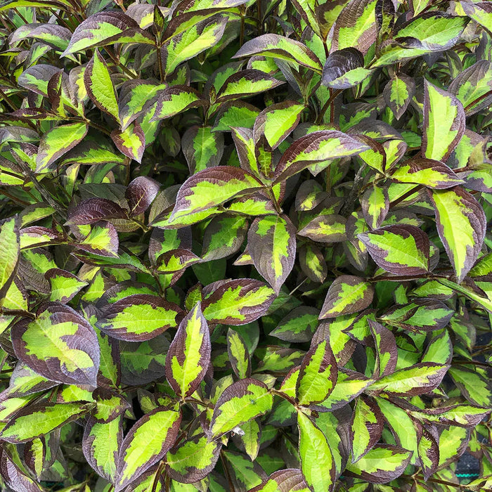 WEIGELA `VINHO VERDE`
