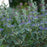Bluebeard, Beyond Midnight® Bluebeard