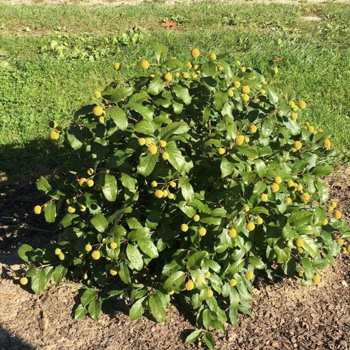 Buttonbush, Magical® Moonlight Buttonbush