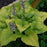 Hosta, PW® Shadowland® Coast To Coast Hosta