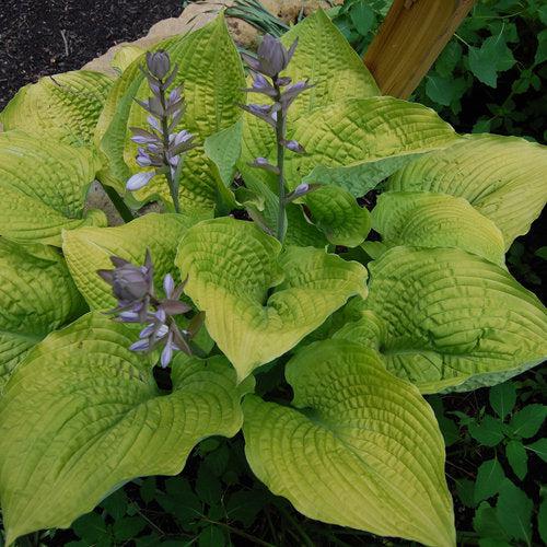 Hosta, PW® Shadowland® Coast To Coast Hosta