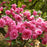 Azalea, Rosebud Azalea