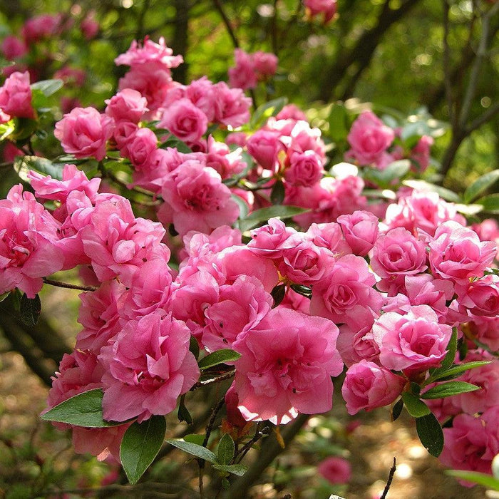 Azalea, Rosebud Azalea
