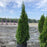Arborvitae, Emerald Green Arborvitae