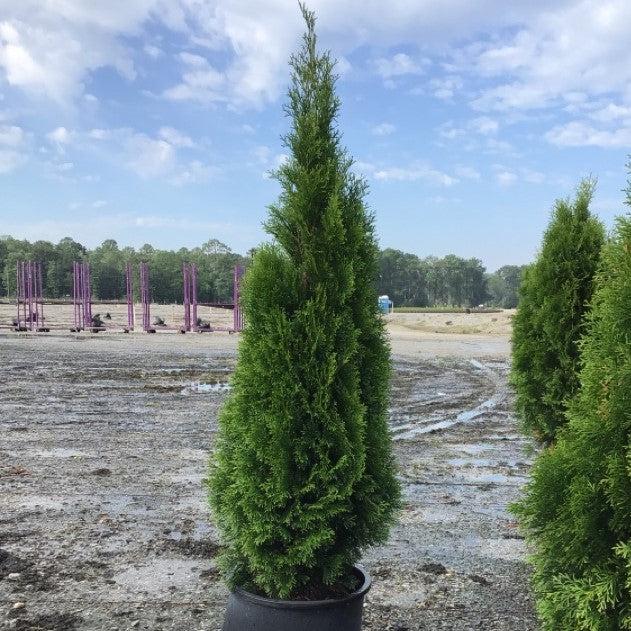 Arborvitae, Emerald Green Arborvitae