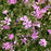 Phlox, Fort Hill Creeping Phlox
