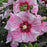Hibiscus, Summerific® Cherry Choco Latte Hibiscus