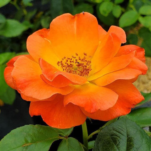 Rose, Easy-to-Love Livin Easy Floribunda Rose
