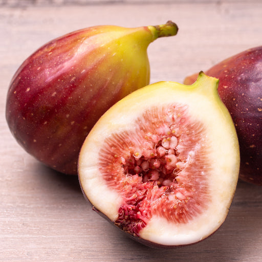 Fig, Italian Everbearing Fig