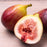 Fig, Italian Everbearing Fig