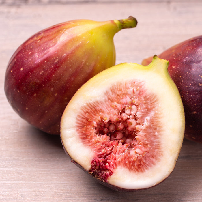 Fig, Italian Everbearing Fig