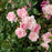 Rose, The Fairy Rose